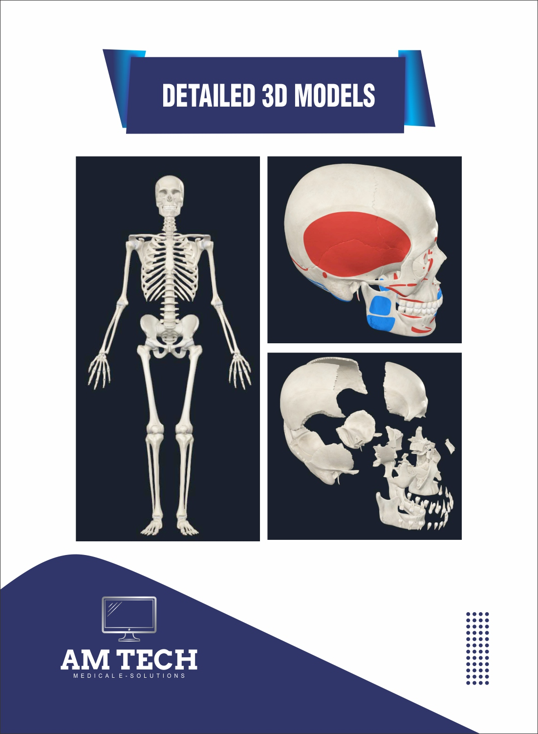 Detailed 3D anatomical models