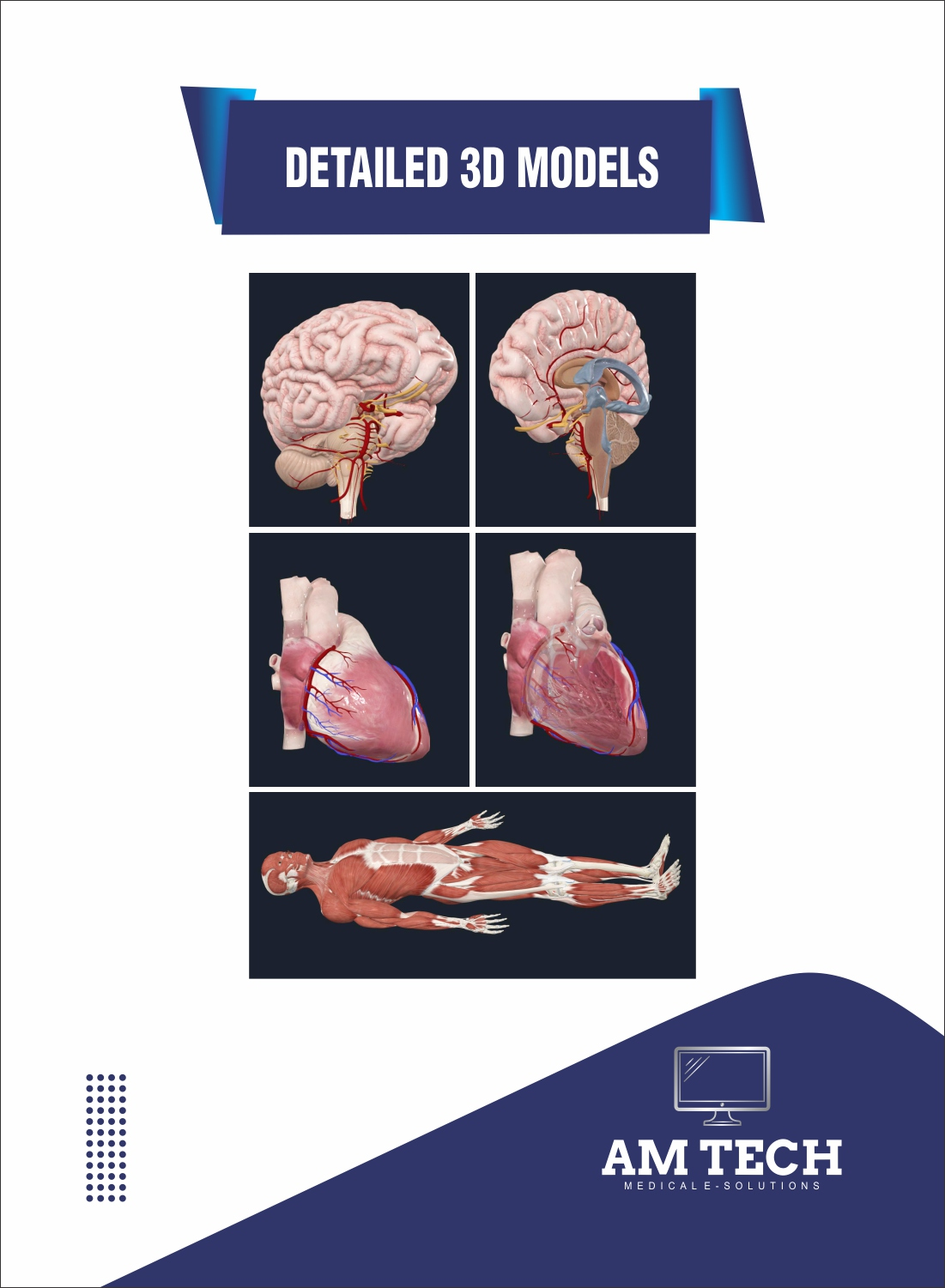 3D anatomy model interface