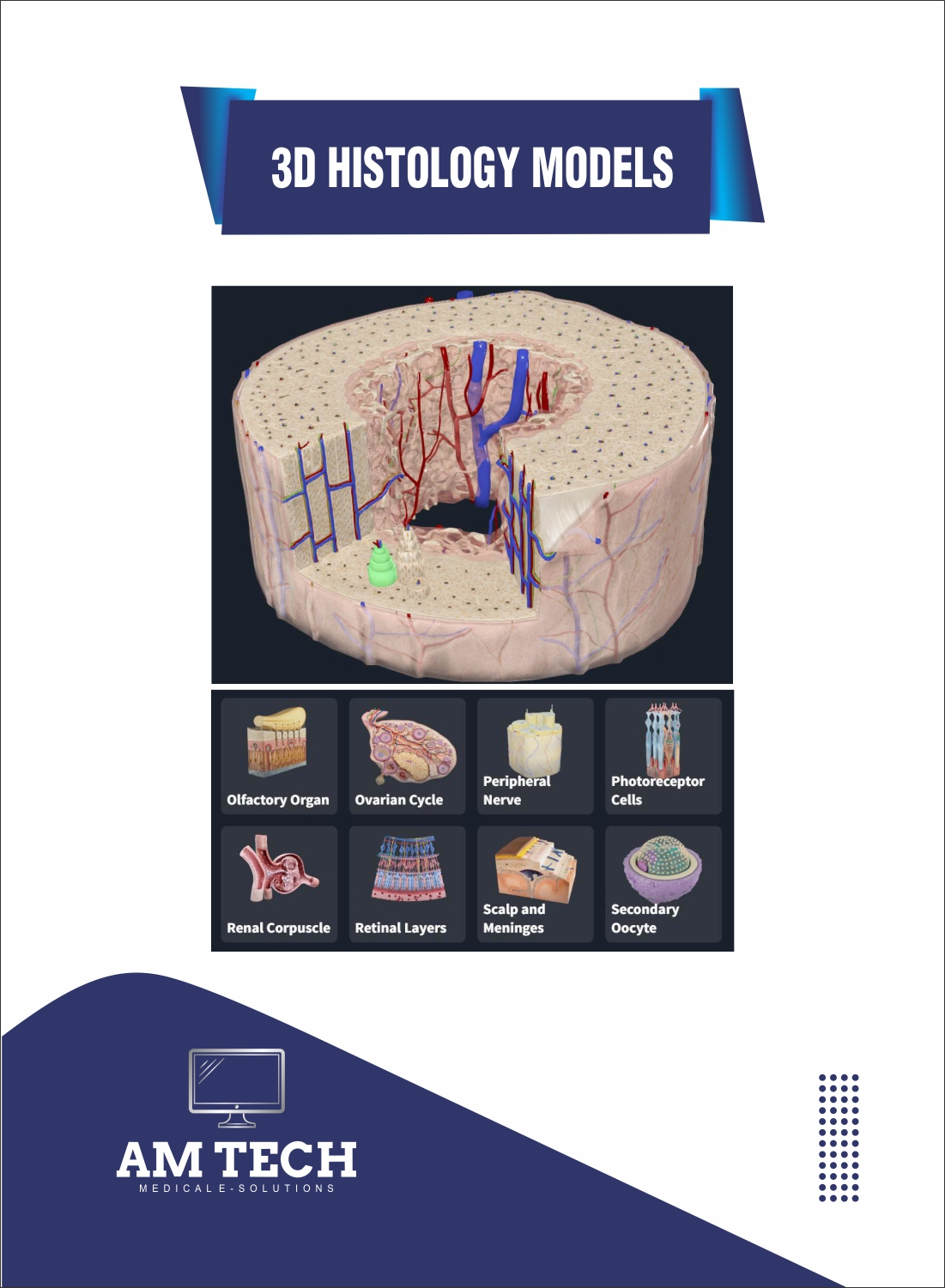 3D histology models