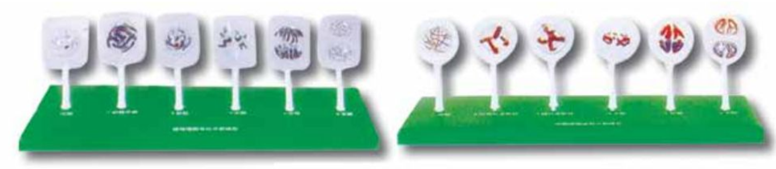 MITOSIS SET