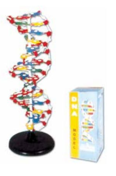 DNA STRUCTURE MODEL