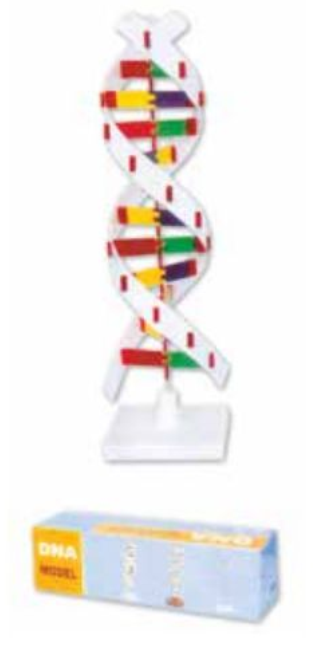 DNA ACTIVITY MODEL