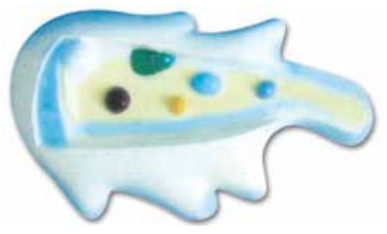 MODEL OF AMOEBA