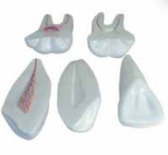 HUMAN TOOTH SET