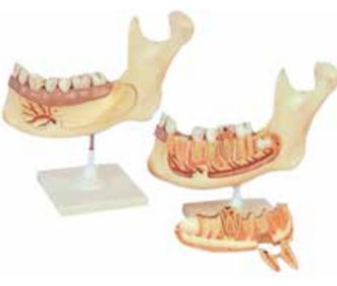 ANAT-MAGNIFIED MODEL OF PERMANENT TEETH & MOLAR TEETH