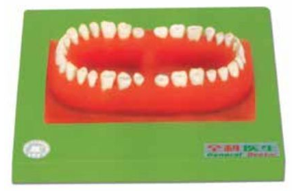 SET OF ADULT 32 TEETHS (SOFT)