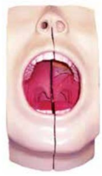 THE MODEL OF ORAL CAVITY