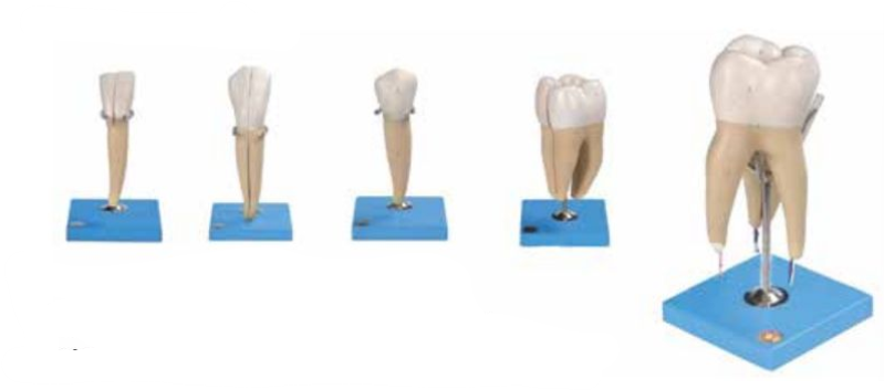 TEETH MODEL (SET OF 5)