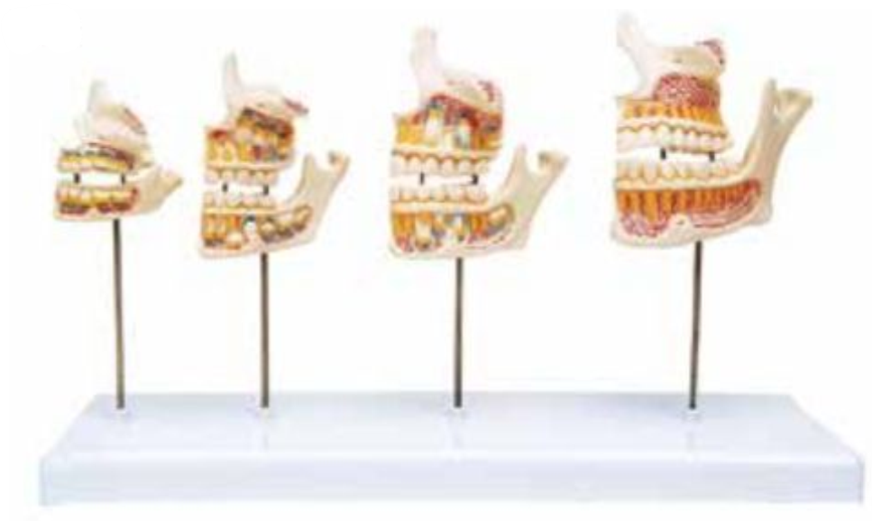 DEVELOPMENT OF TEETH SET