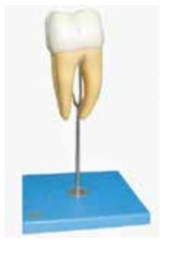 MOLAR MODEL