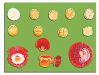 FERTILIZATION AND DEVELOPMENT OF THE HUMAN OVUM UPTO THE 3rd MONTH