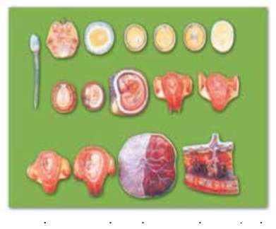 HUMAN DEVELOPMENT UPTO THE EMBRYO AT THE END OF THE MONTH