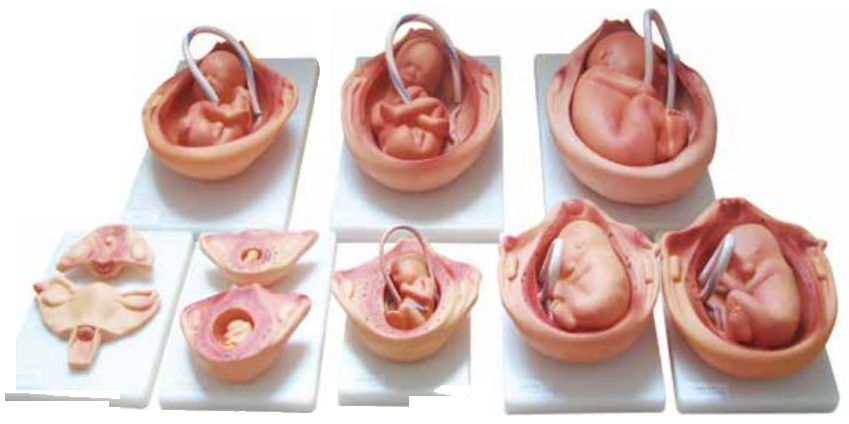 DELUXE LIFE-SIZE MODEL OF THE DEVELOPMENT PROCESS OF FETUS (SOFT)