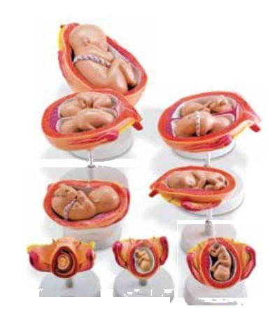 THE DEVELOPMENT PROCESS OF FETUS SET OF (SOFT)