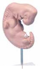 EMBRYO (SOFT)