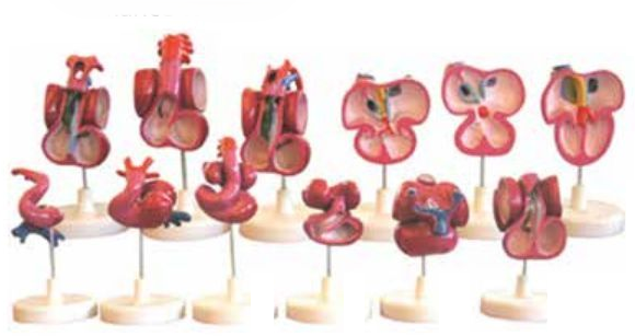 THE DEVELOPMENT MODEL OF HUMAN HEART (SET OF 12)