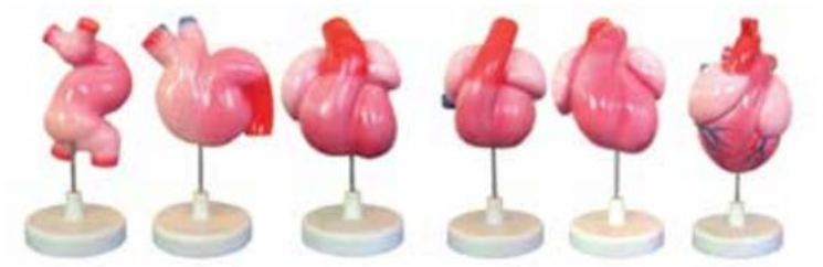 THE MODEL OF HEART DEVELOPMENT AND INTERNAL SEPTATION (06 PARTS)