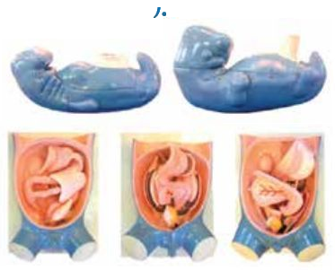 THE MODEL OF DIGESTION, RESPIRATION, UROGENITAL AND COELOMIC DEVELOPMENT (05 PARTS)
