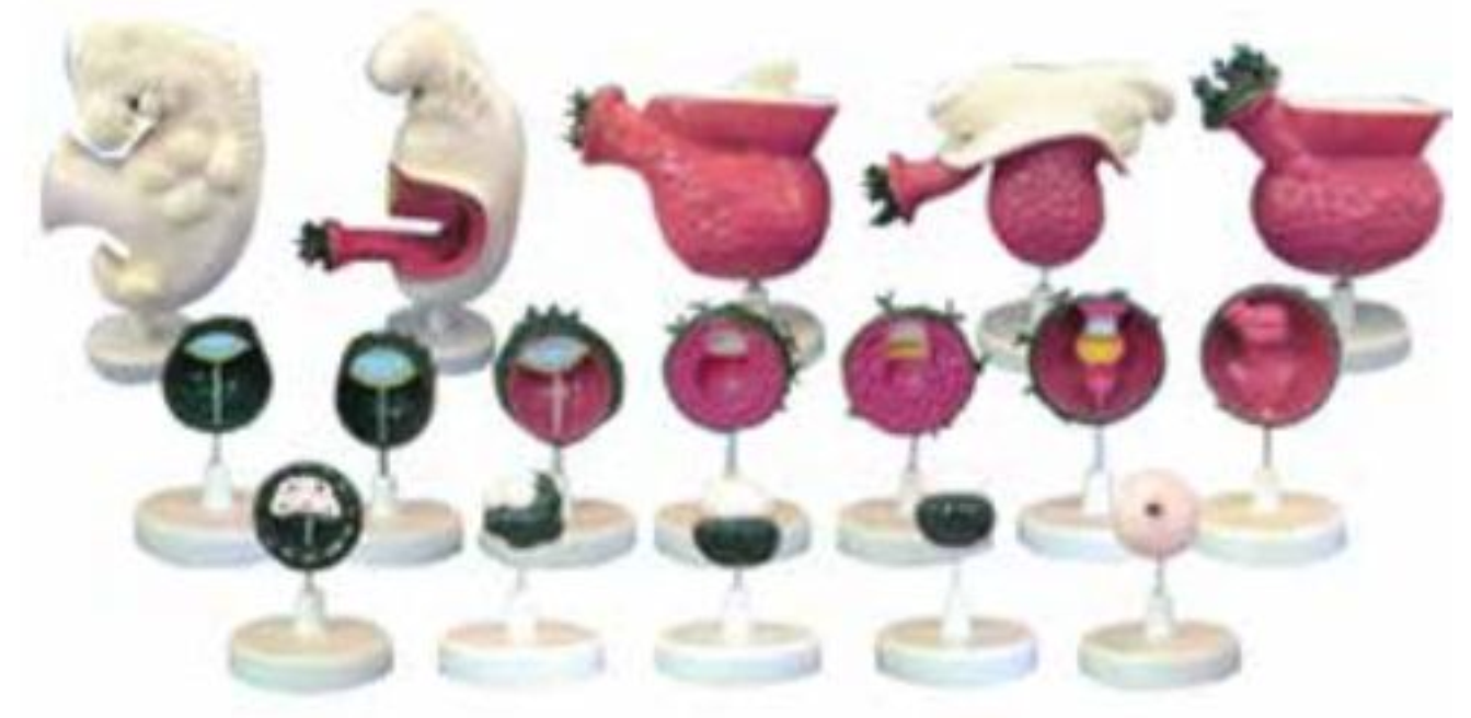 THE MODEL OF HUMAN EMBRYO (17 PARTS)