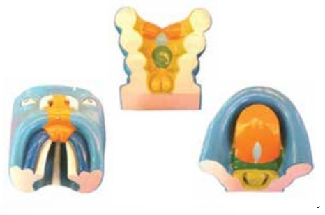 THE MODEL OF ORAL, NASAL CAVITY AND ORAL CAVITY DEVELOPMENT (03 PARTS)