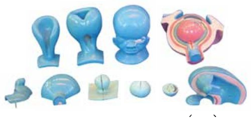 THE MODEL OF EYEBALL DEVELOPMENT (07 PARTS)