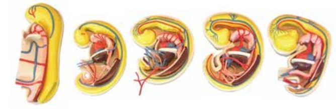 THE DISSECTION MODEL OF DIGESTION, RESPIRATION, UROGENITAL AND COELOMIC DEVELOPMENT (05 PARTS)