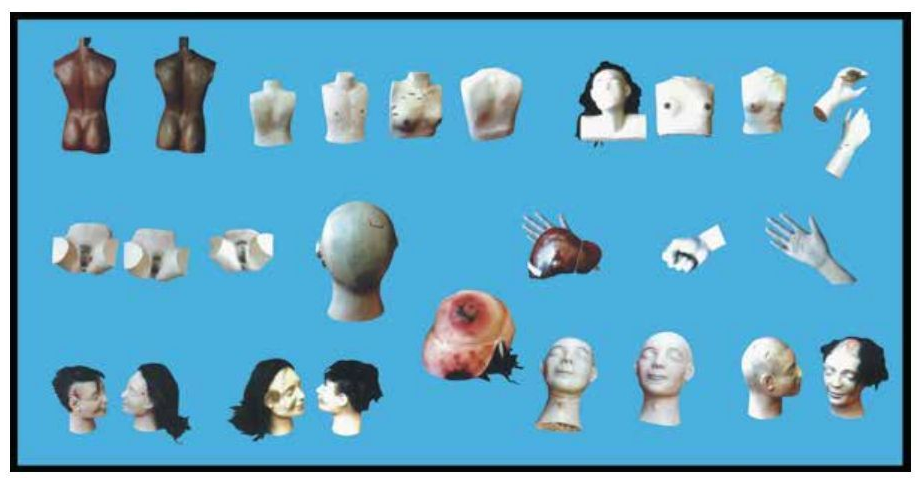 Forensic Medicine teaching models