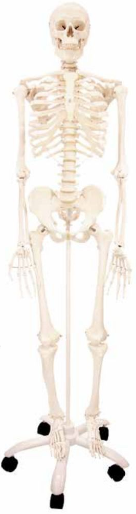HUMAN SKELETON LIFE-SIZE (MALE) 180CMS TALL