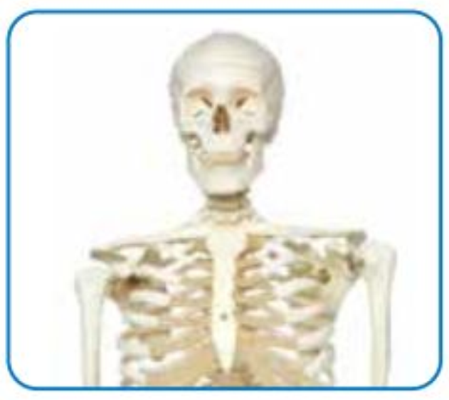 HUMAN SKELETON LIFE-SIZE (MALE) 180CMS TALL image 2