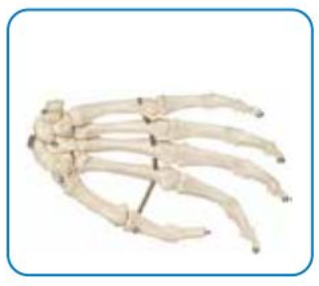 HUMAN SKELETON LIFE-SIZE (MALE) 180CMS TALL image 3