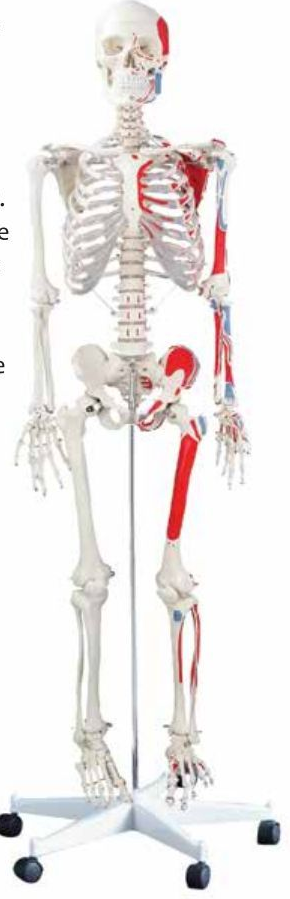 DELUXE LIFE-SIZE HUMAN SKELETON COLOURED 170CMS TALL WITH ENTHESIS OF MUSCLES