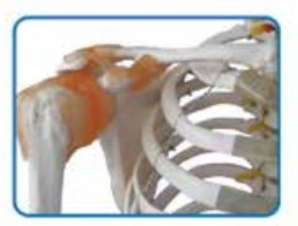 DELUXE LIFE-SIZE HUMAN SKELETON COLOURED 170CMS TALL WITH ENTHESIS OF MUSCLES image 2