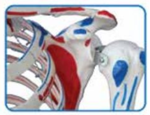 DELUXE LIFE-SIZE HUMAN SKELETON COLOURED 170CMS TALL WITH ENTHESIS OF MUSCLES image 3