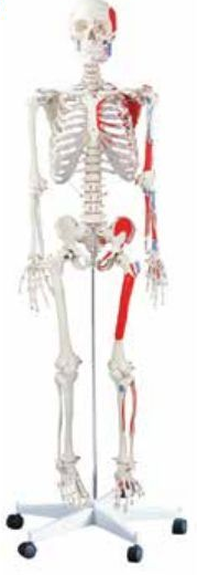 SKELETON WITH MUSCLES AND LIGAMENTS (85CMS TALL)