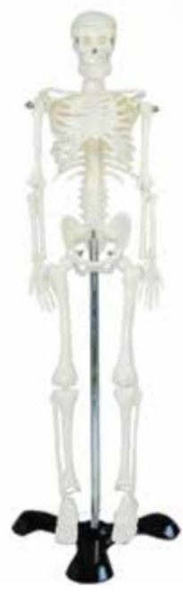 HUMAN SKELETON MEDIUM-SIZE 85CMS TALL