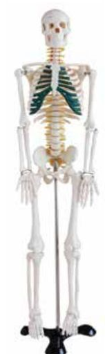 HUMAN SKELETON MEDIUM SIZE 85CMS TALL WITH PAINTED COASTAL CARTILAGE