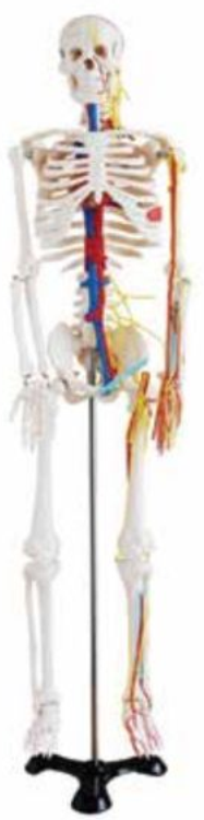 HUMAN SKELETON WITH HEART & BLOOD VESSELS MEDIUM SIZE 85CMS TALL