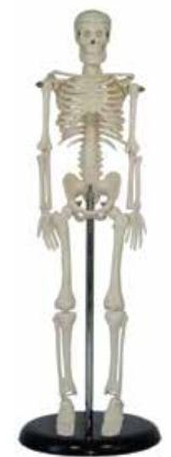 HUMAN SKELETON SMALL SIZE 42CMS TALL