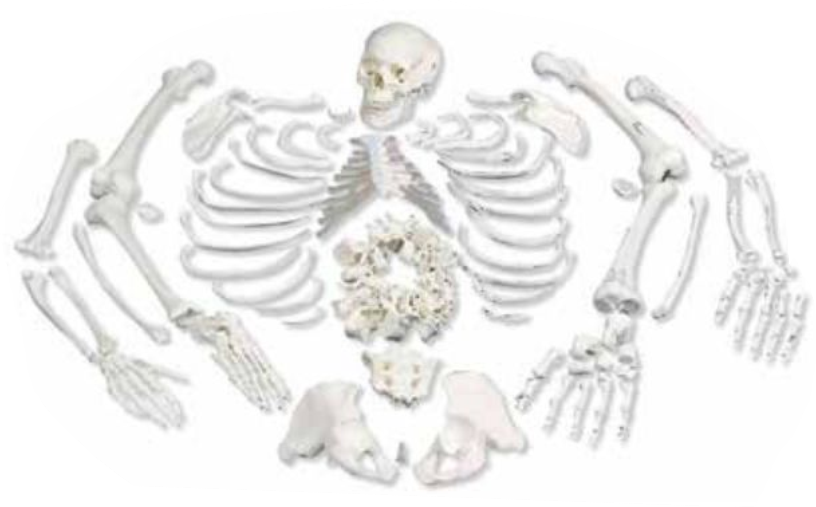 HUMAN SKELETON (DISARTICULATED) LIFE-SIZE 170CMS TALL