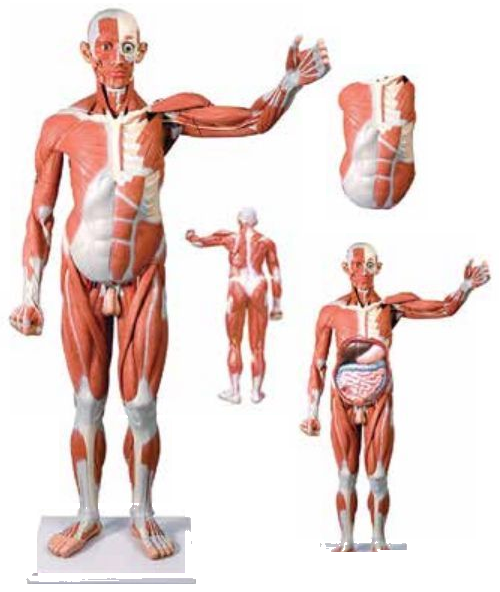 MALE MUSCLE FIGURE LIFE-SIZE 170CMS WITH INTERNAL ORGANS