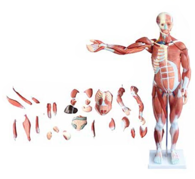 MALE MUSCLE FIGURE WITH INTERNAL ORGANS (SOFT)