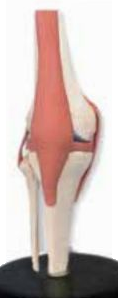 LIFE-SIZE FUNCTIONAL HUMAN KNEE JOINT