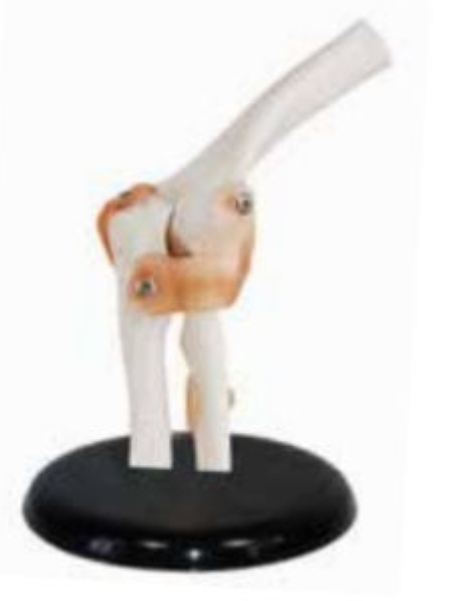 LIFE-SIZE FUNCTIONAL HUMAN ELBOW JOINT