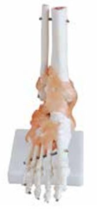 LIFE-SIZE FUNCTIONAL HUMAN FOOT JOINT