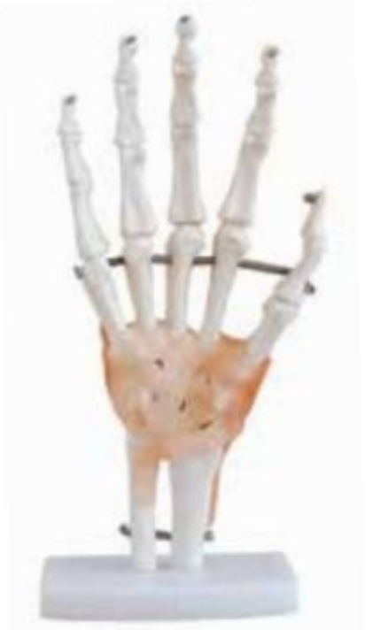 LIFE-SIZE FUNCTIONAL HUMAN HAND JOINT