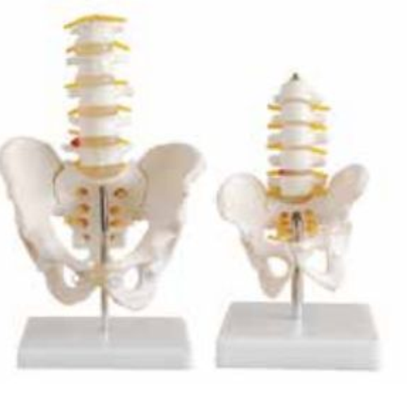 LIFE-SIZE PELVIS WITH 5PCS LUMBER VERTEBRAE