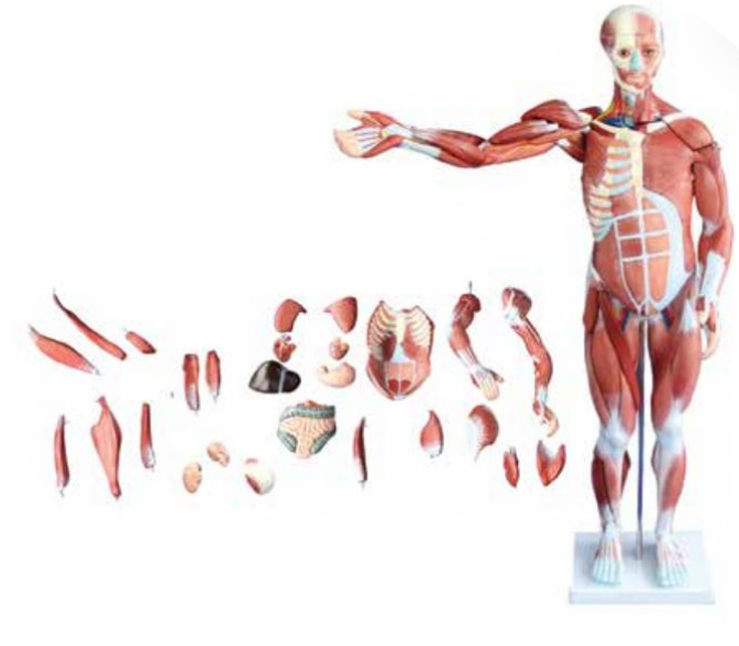 MALE MUSCLE FIGURE WITH INTERNAL ORGANS (HARD)
