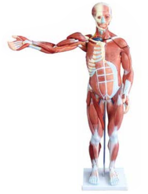 MALE MUSCLE FIGURE 2 PARTS (HARD)