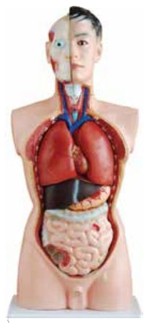 HUMAN TORSO MALE 65CMS WITH HARD ORGANS