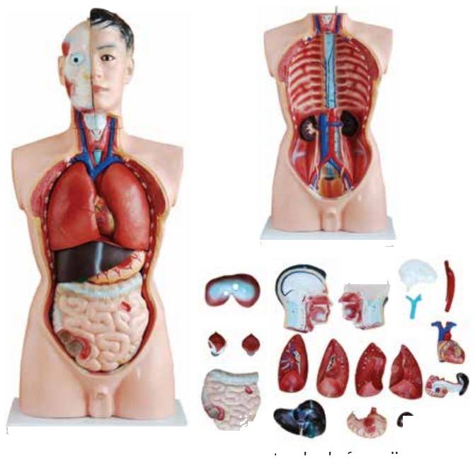 MODEL OF HUMAN TORSO MALE 85CMS WITH ORGANS (18 PARTS) HARD ORGANS